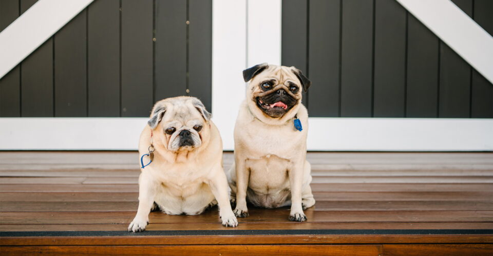 Fancy your ‘fur-baby’ as your flowergirl??